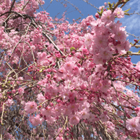 桜が見ごろになりました！！