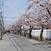 蕨ホール裏手の桜満開