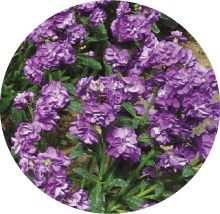 スプレーストック(紫)
